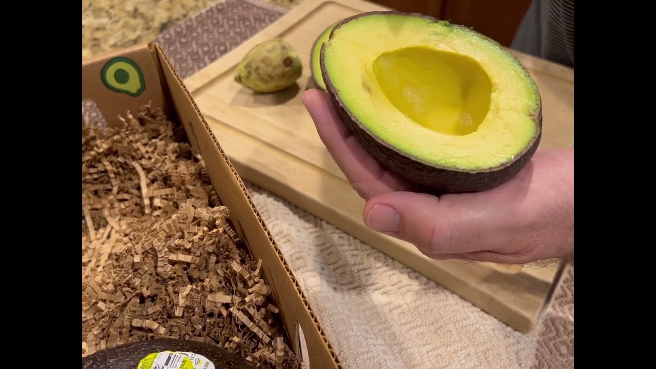 Tasting the GEM avocado from Avocadoor.com and tree characteristics. Great tree for hot areas?