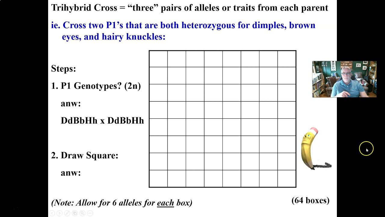 Trihybrid Punnett Square Cross