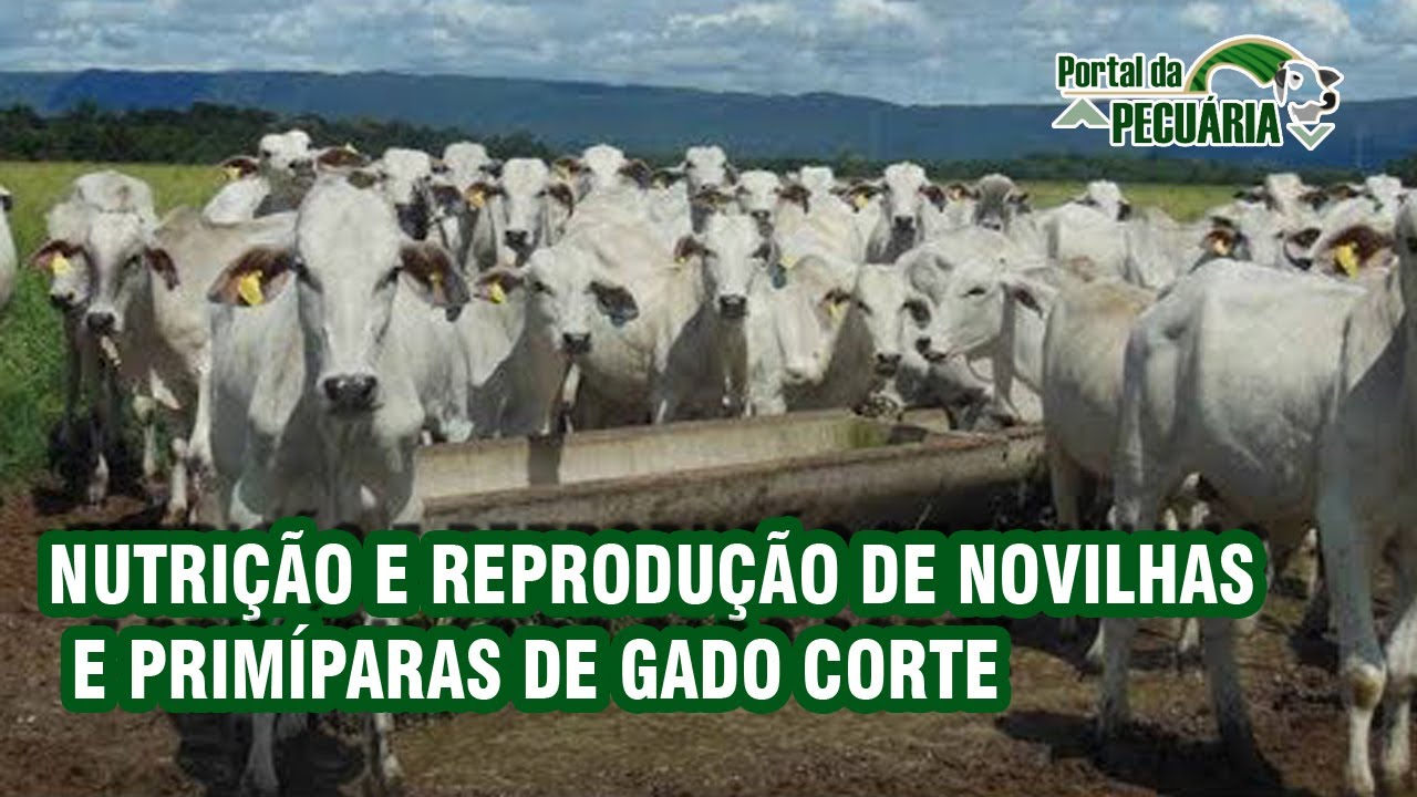 Nutrição e reprodução de novilhas e primíparas de gado corte