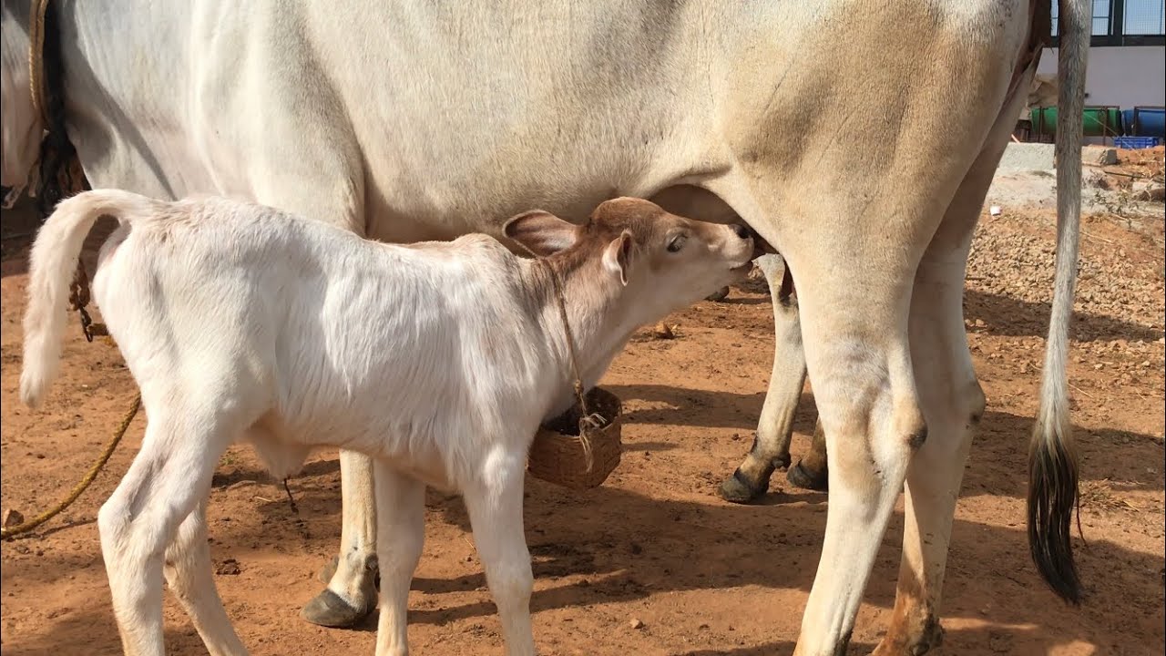 7 days beautiful calf enjoying its milk