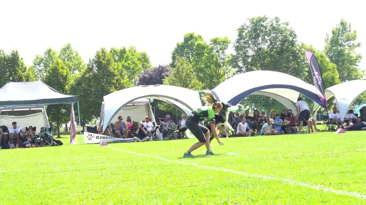 Foxy at USDDN DogFrisbee European Championship, Hungary 2023