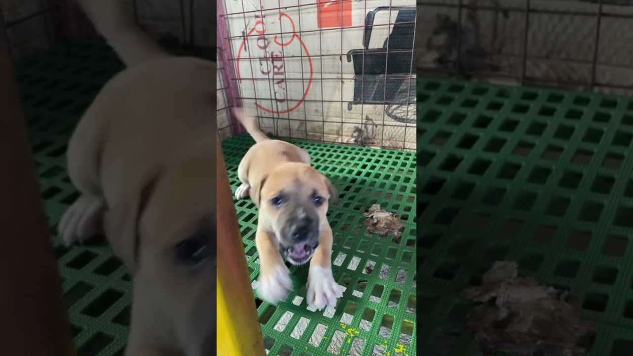 Puppy barking [Aspin / Asong Pinoy / #philippines 🇵🇭 street dog]