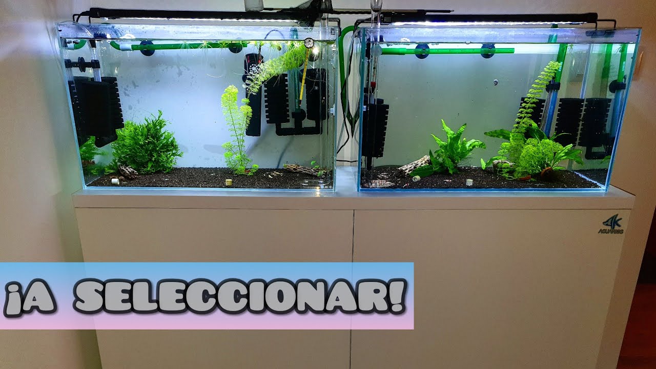 SELECCIÓN DE GAMBITAS / CARIDINAS