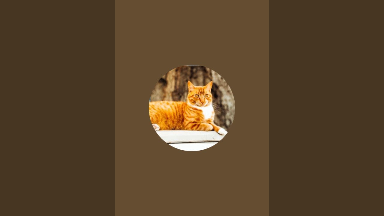 Ahmet Can kedi dünyası kanalı canlı yayında