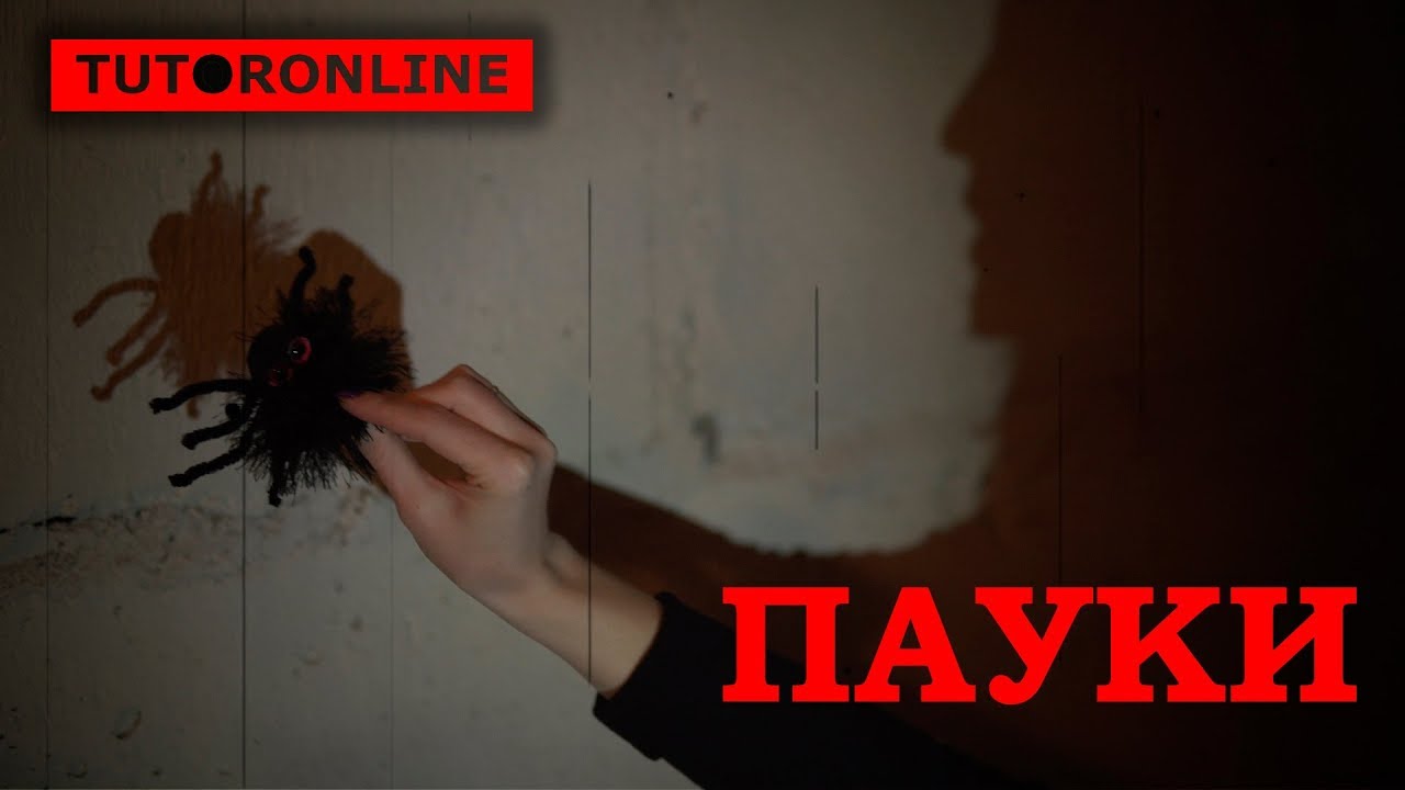 Биология | Страшная правда о пауках