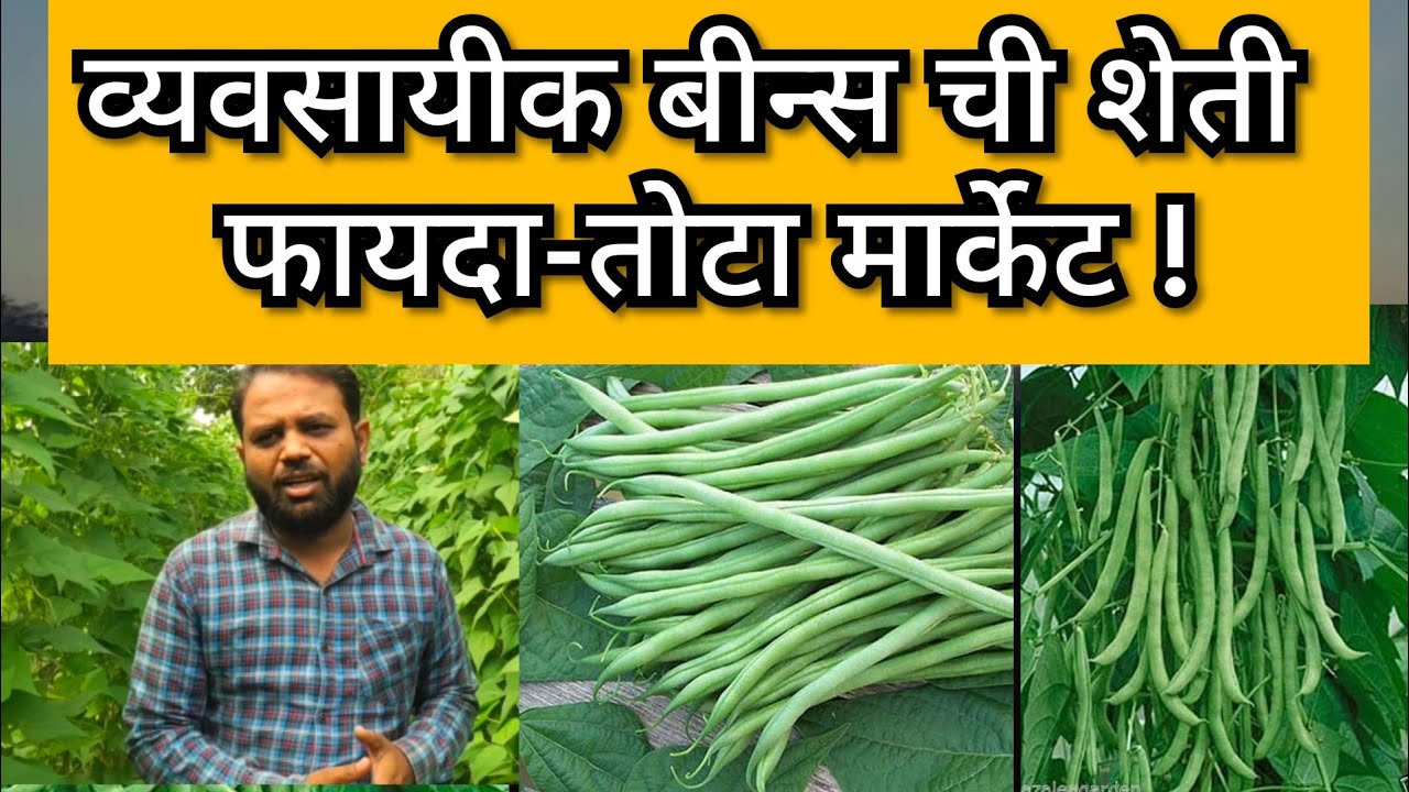 व्यवसायीक बीन्स ची शेती |Beans farming |#बीन्स #beans #कृषी_भरारी