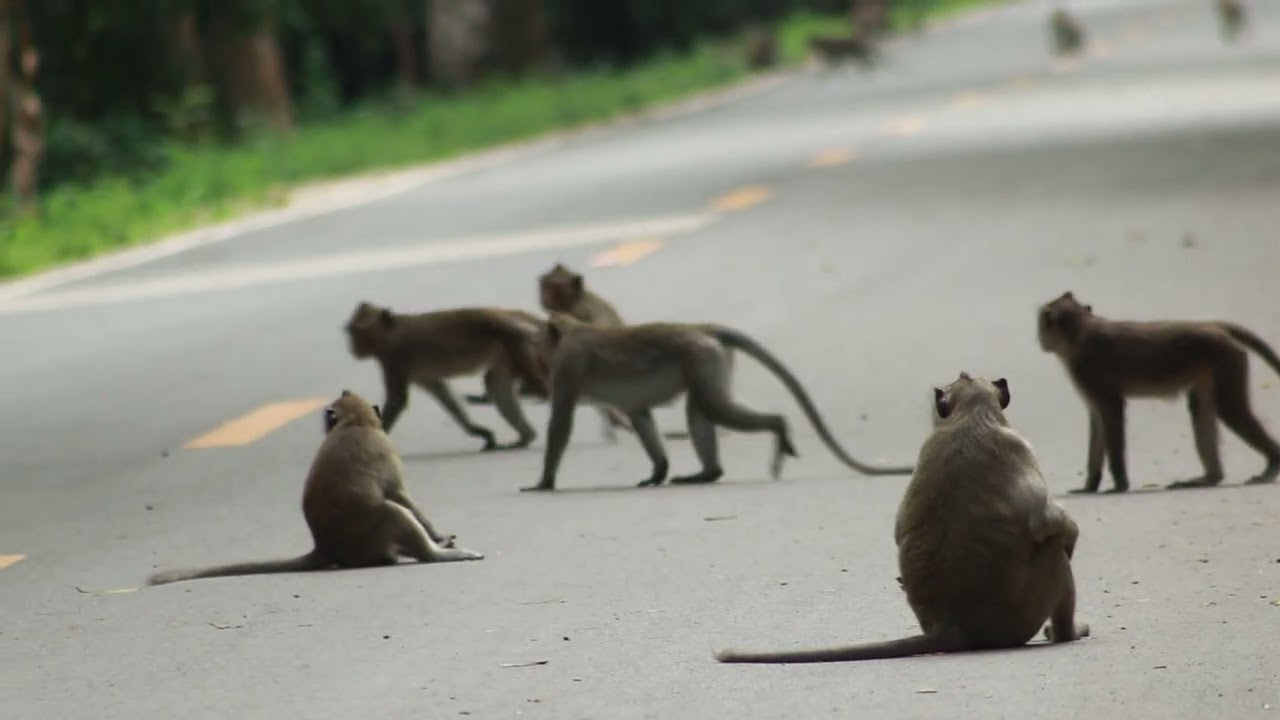 Alberto Monkey and Bronx  Come To  Get Food On Street / MA-D.869