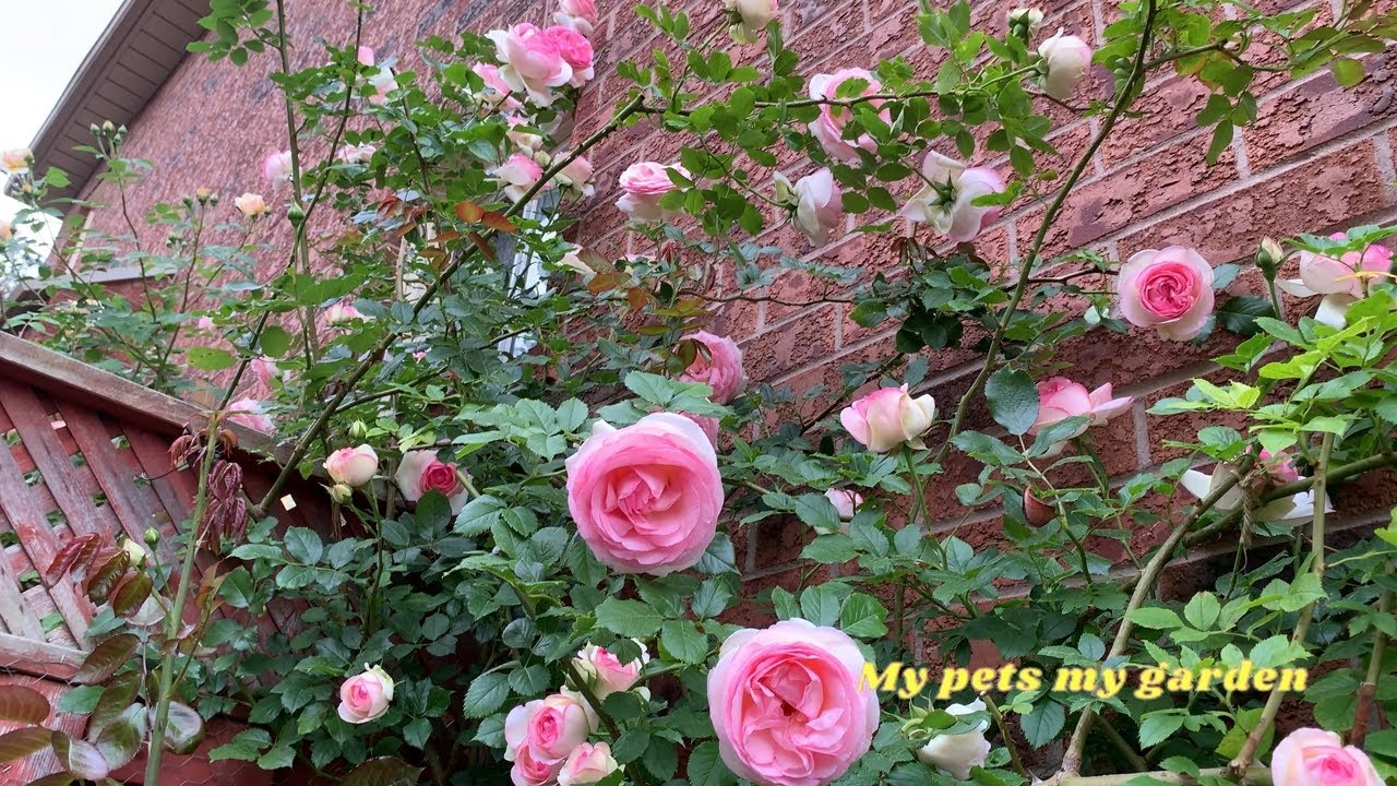 |June 18-19, 2025  Front yard  right-side(2)|#dogs|#cats |#rosegarden |#healing |#My pets my garden|