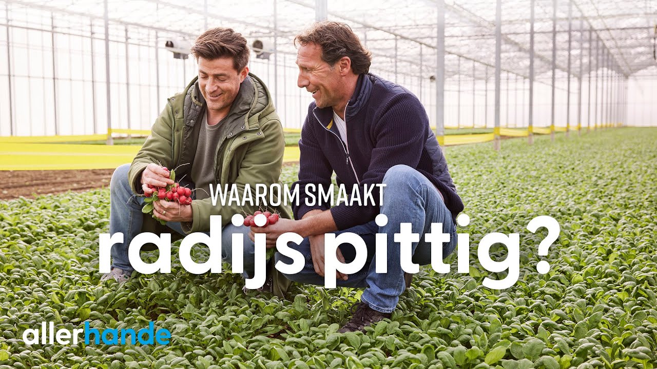 Waarom smaken radijsjes pittig? | Lekker uit Nederland | Allerhande