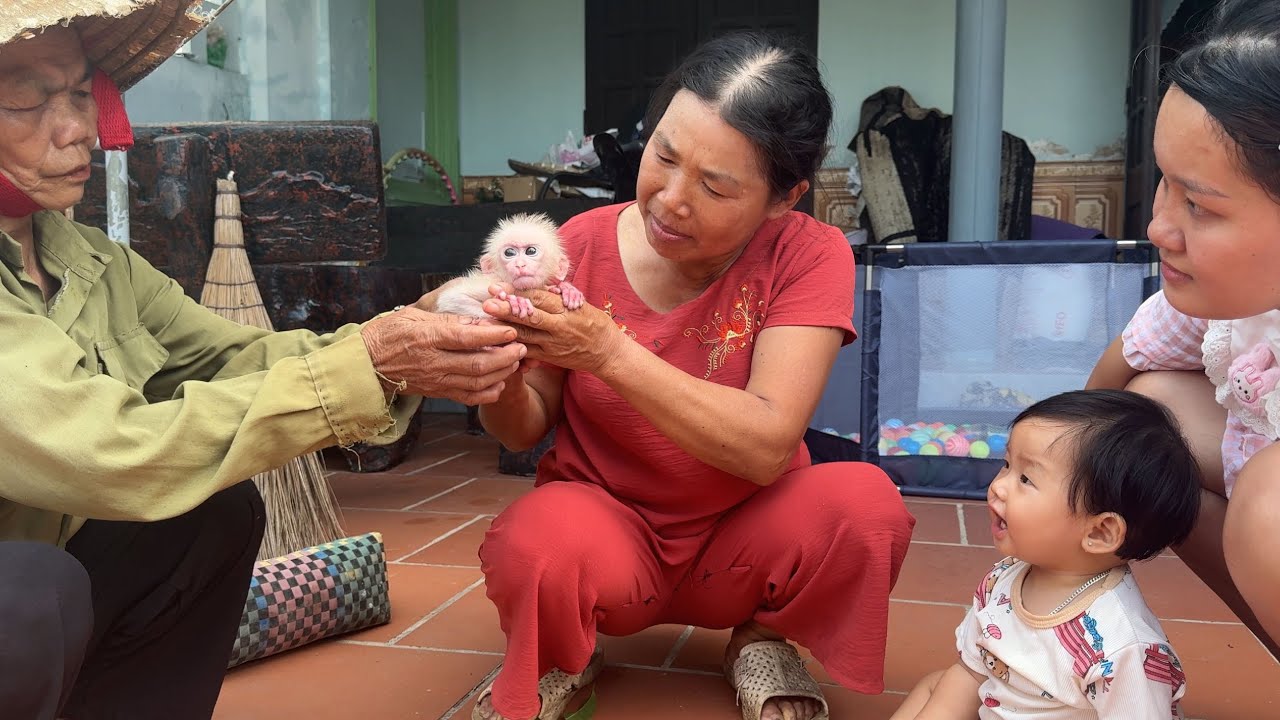 The old lady found the baby monkey in the forest and gave it to my family