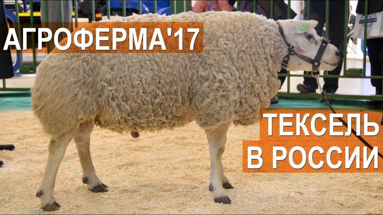 Овцы породы Тексель в России. Выставка АгроФерма-2017