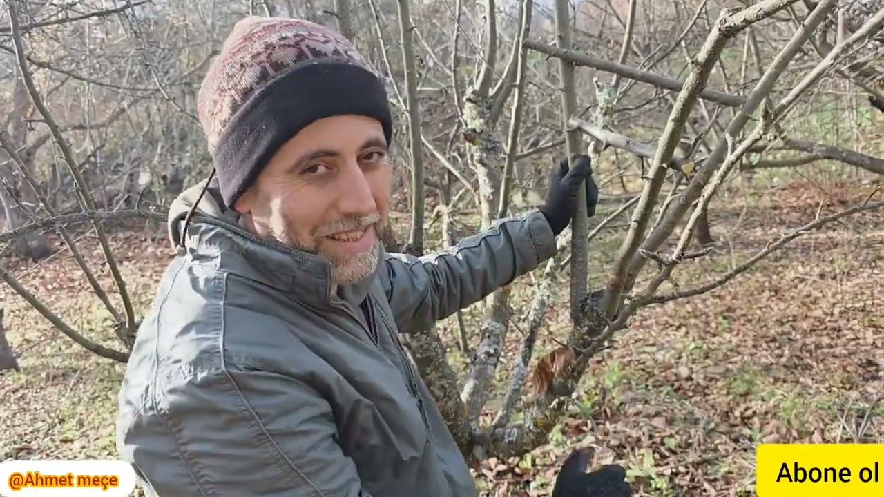 AĞAÇLARI KOLAY ŞEKİLDE MEYVEYE YATIRMA BU UYGULAMA TR DE YOK 