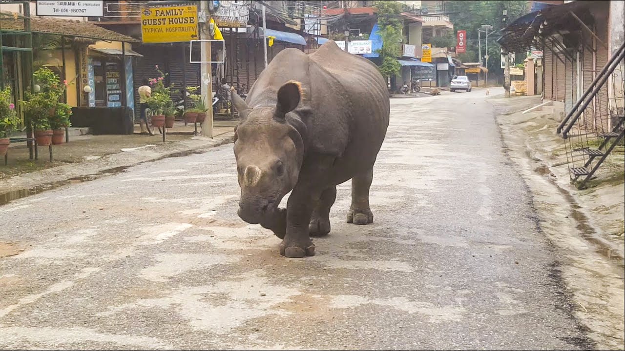 Rhino walk on Sauraha Road During Lock down[RAW Footage]