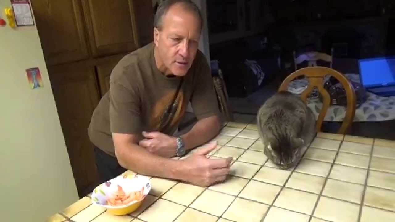 Feeding Pets Shrimp Tails