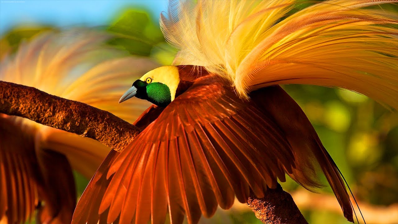 Burung Cendrawasih Paling Indah Di dunia Asli PAPUA INDONESIA