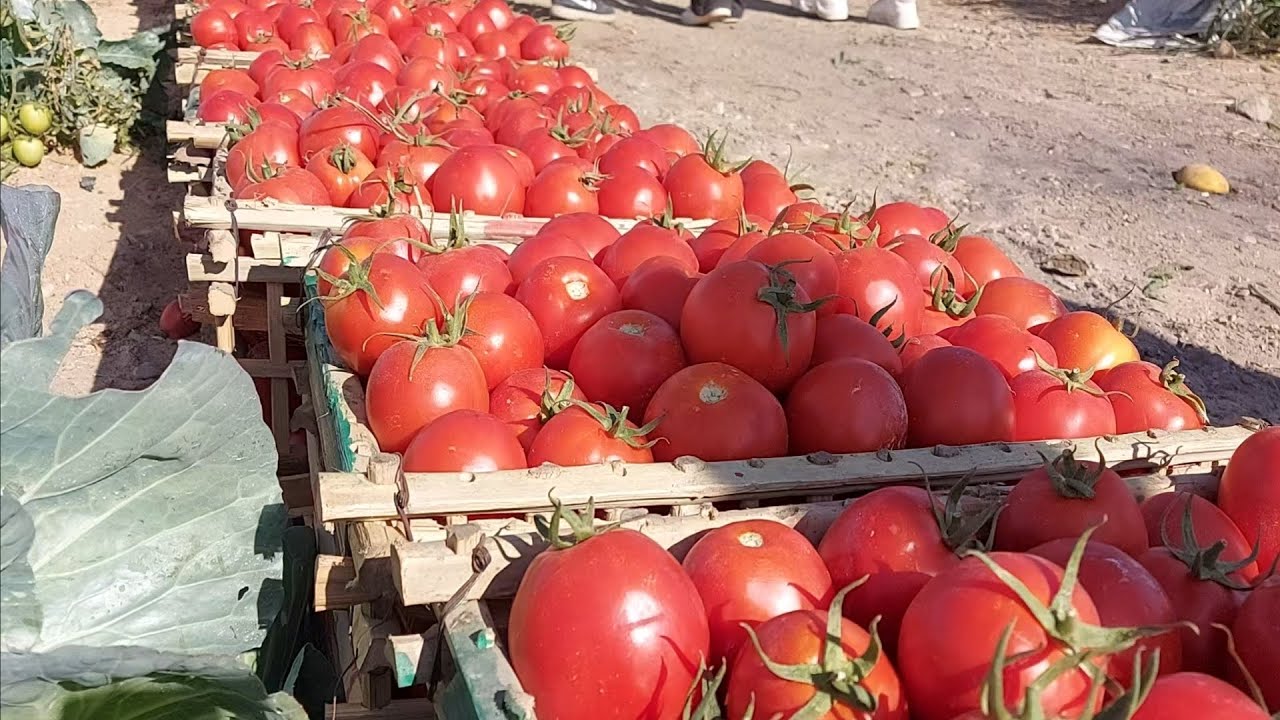 روحنا الأقصر وشفنا الحاج إبراهيم مزارع طماطم أسطورة.. الفدان بيجيب 60 طن 💪😍
