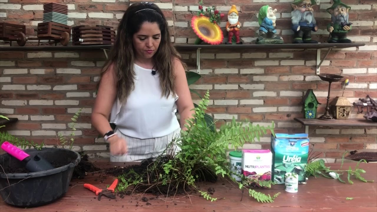 ADUBO, SUBSTRATO PARA SAMAMBAIAS
