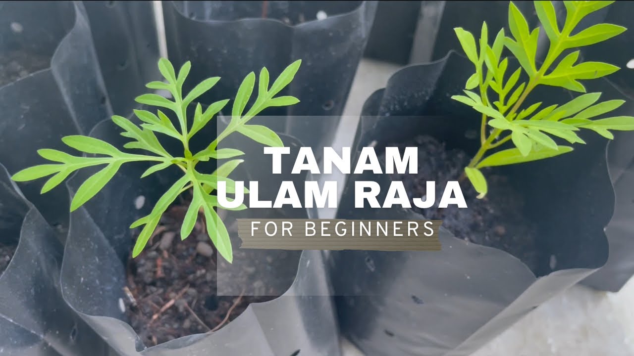 Panduan lengkap penanaman Ulam Raja | A complete guide to growing Cosmos Caudatus #ulam raja