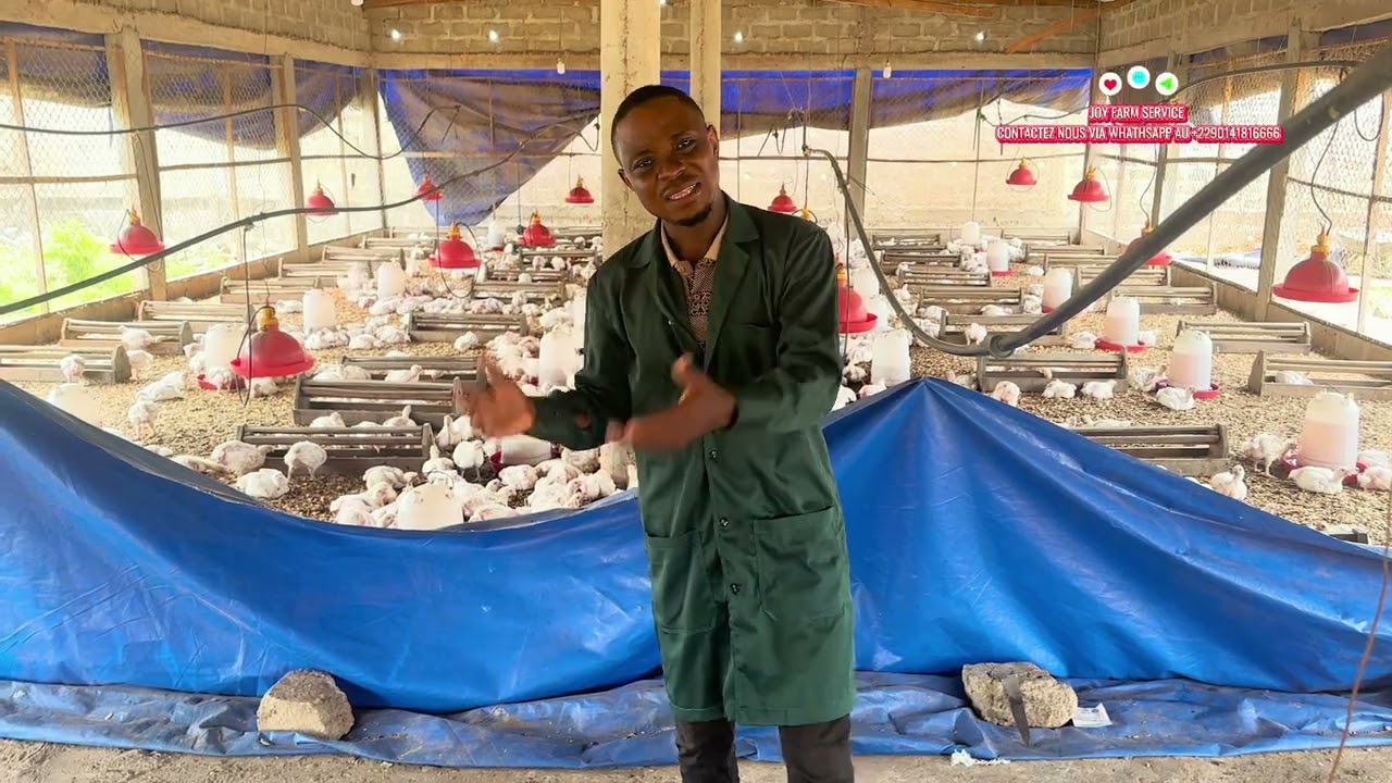 Soutenez le local, savourez l’excellence🐔🇧🇯”Optez pour la qualité avec nos poulets élevés avec soin.