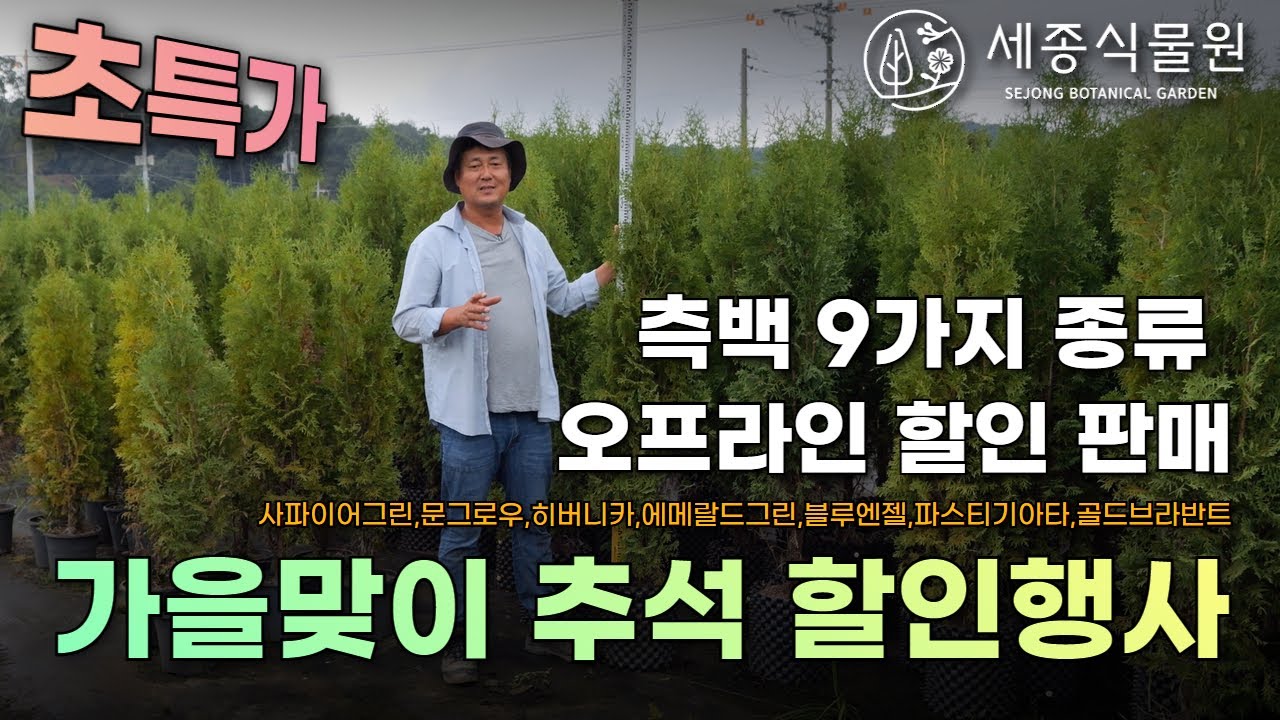 (행사종료)추석 할인행사! 측백 9가지 종류를 초특가로 만나보세요 #묘목 #문그로우#에메랄드그린 #히버니카 #블루엔젤 #파스티기아타 #골드브라반트 #울타리나무 #가드닝 #정원가꾸기