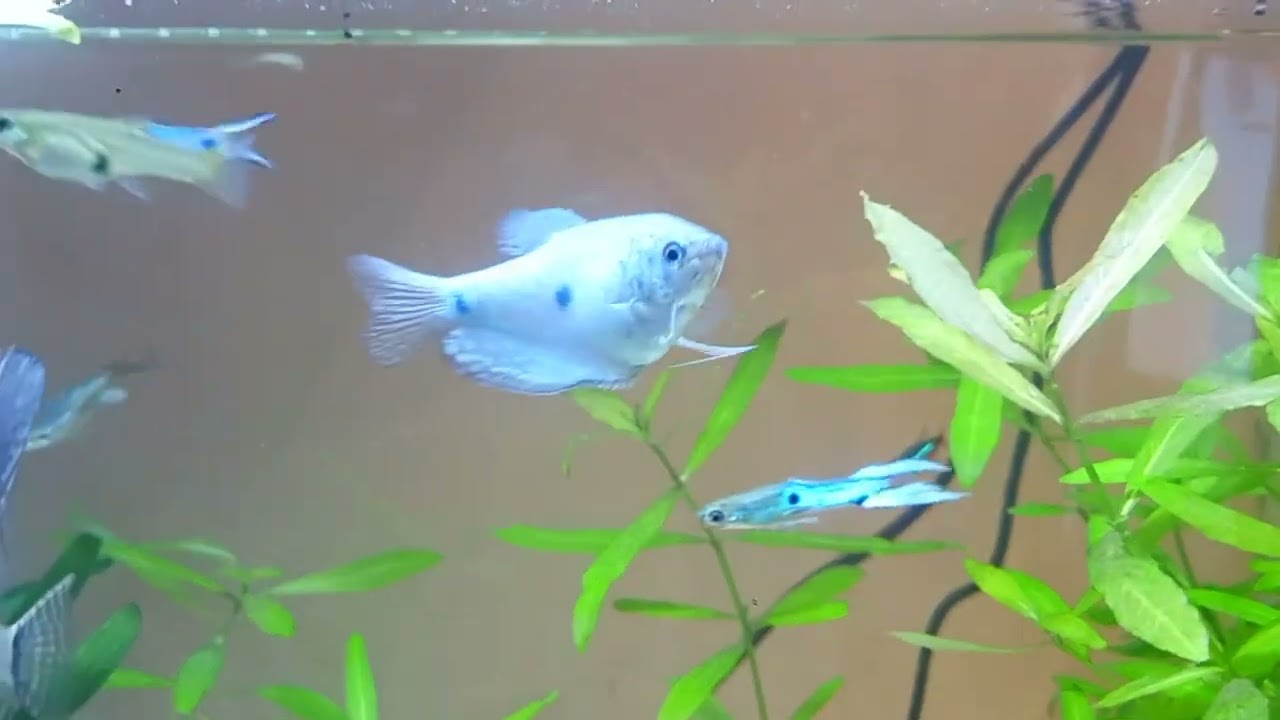 invital easytank Pro Led 65 po mesiaci od zalozenia (amatér akvarista)