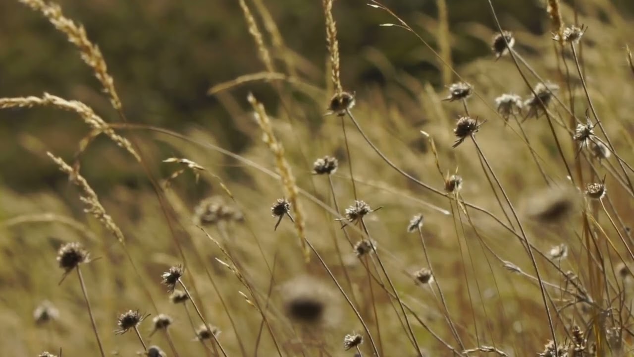 Deep Healing Meditation 🌿 432Hz Tibetan Bowls & Ancient Gongs | Golden Meadow Ambience 4k