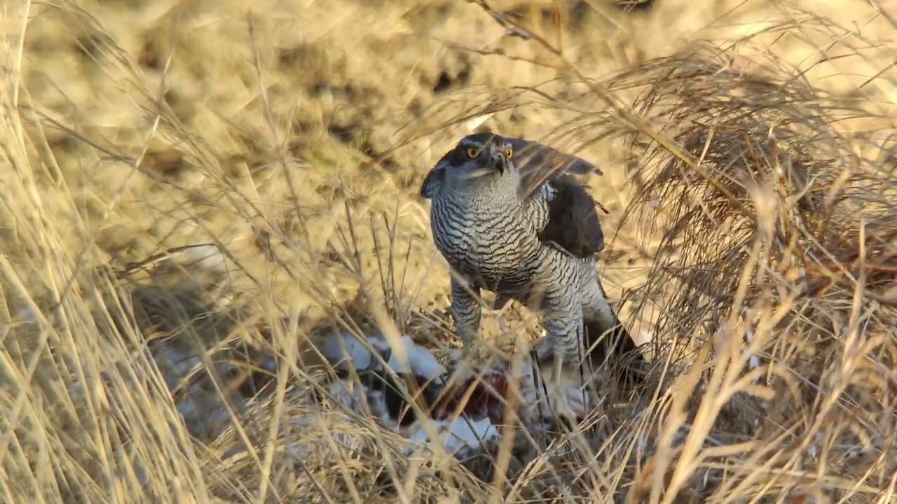 Kanahaukka | Northern goshawk (Accipiter gentilis)