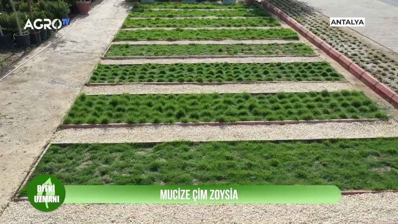 Neden zoysia &ccedil;imi ,&ccedil;im se&ccedil;iminde dikkat edilecek hususlar