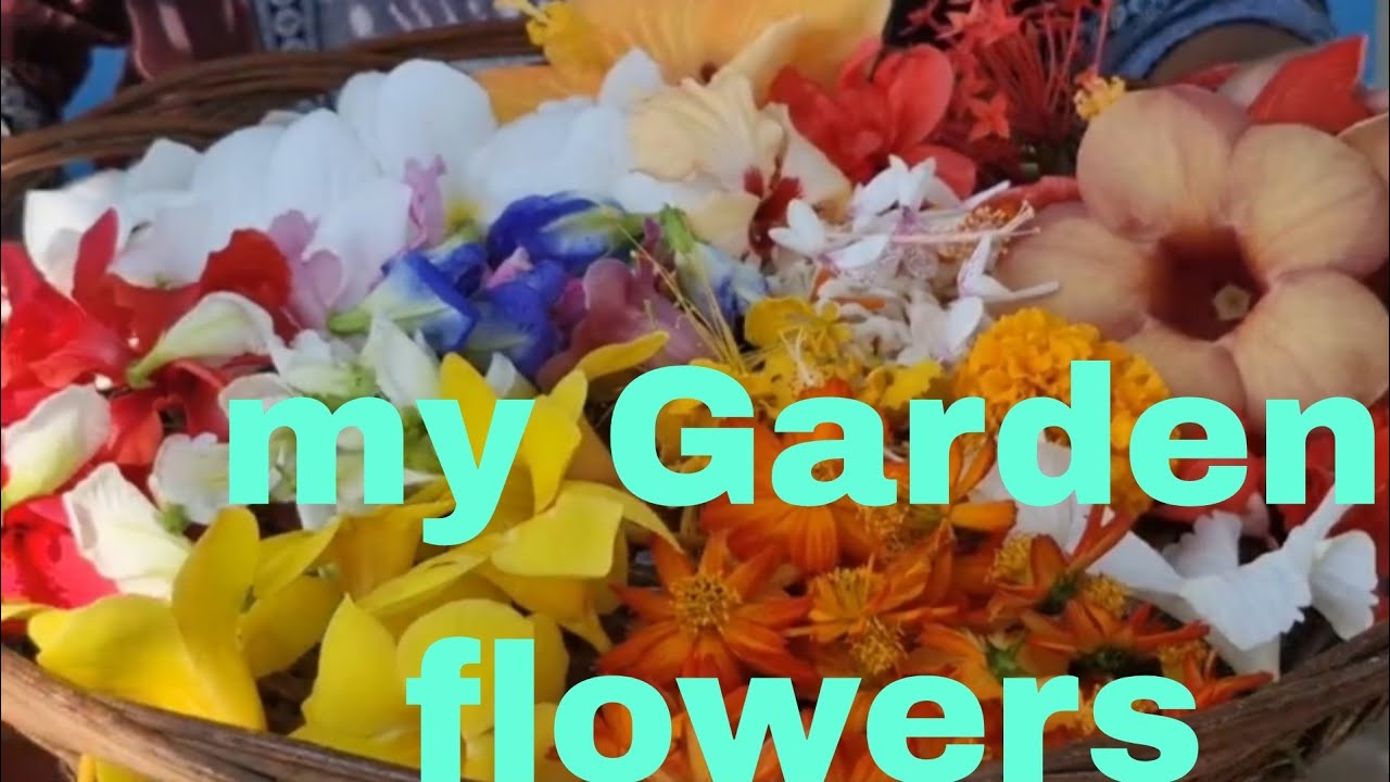 Flower fromorganicGardening | Chhat ke upar flower Garden | terrace garden ki beautiful flower