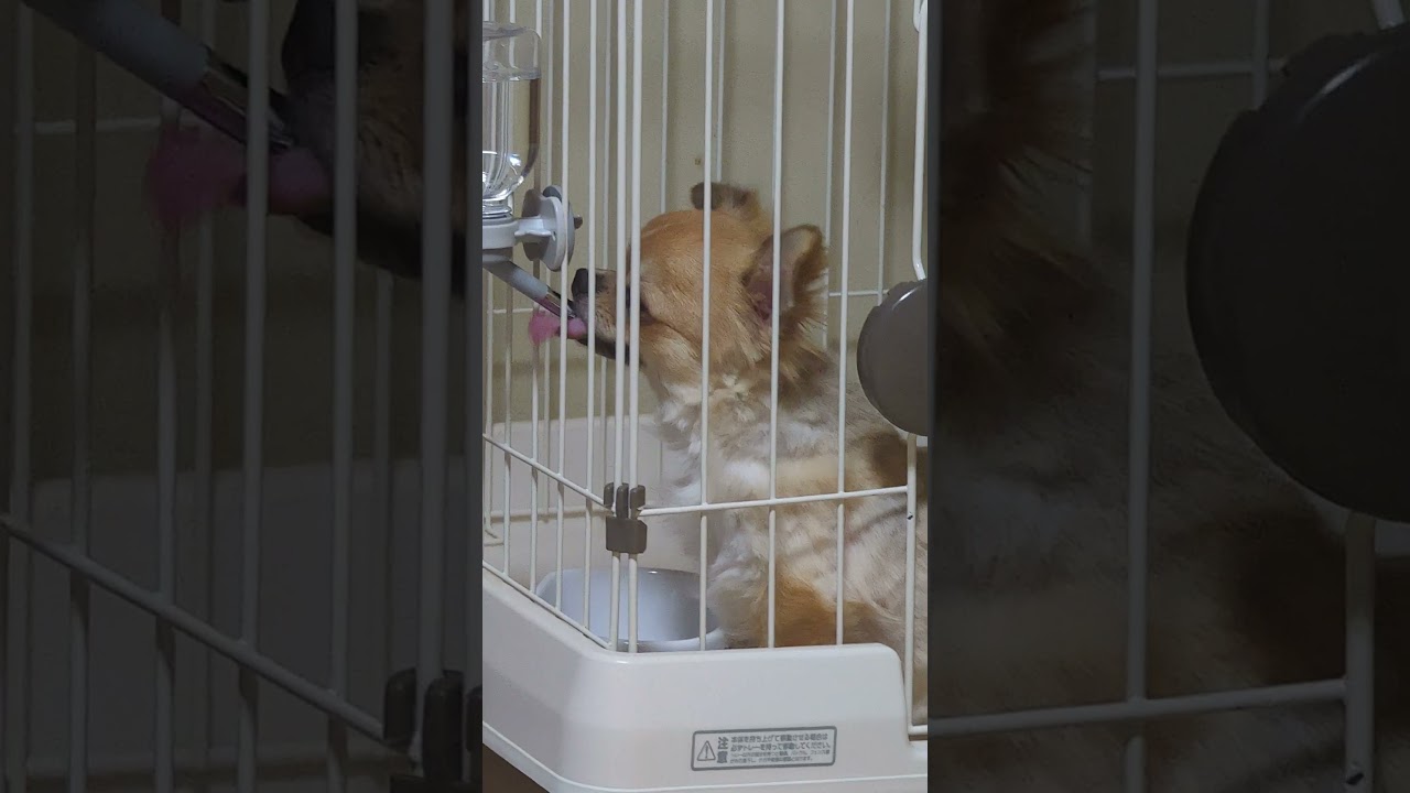 Uminom ng tubig #chihuahua,