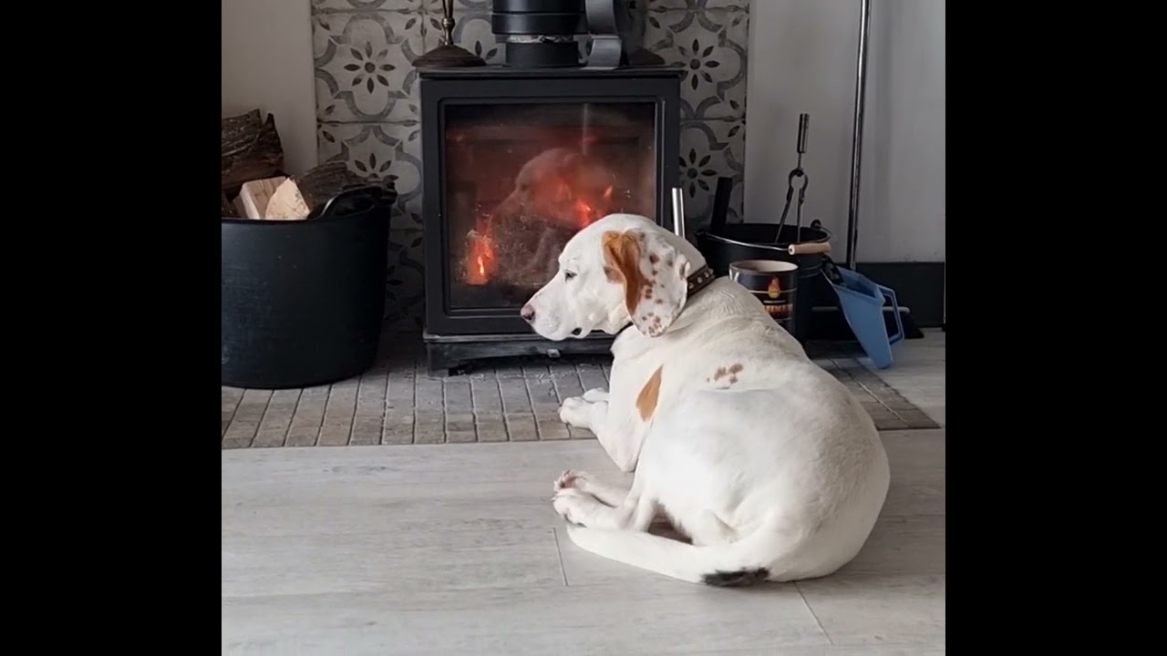 #hotdog #logburner #fire #cosy #dog 