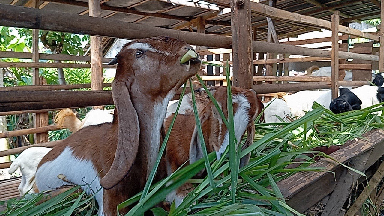 KAMBING JAWA RANDU MAKAN ODOT DAN RUMPUT