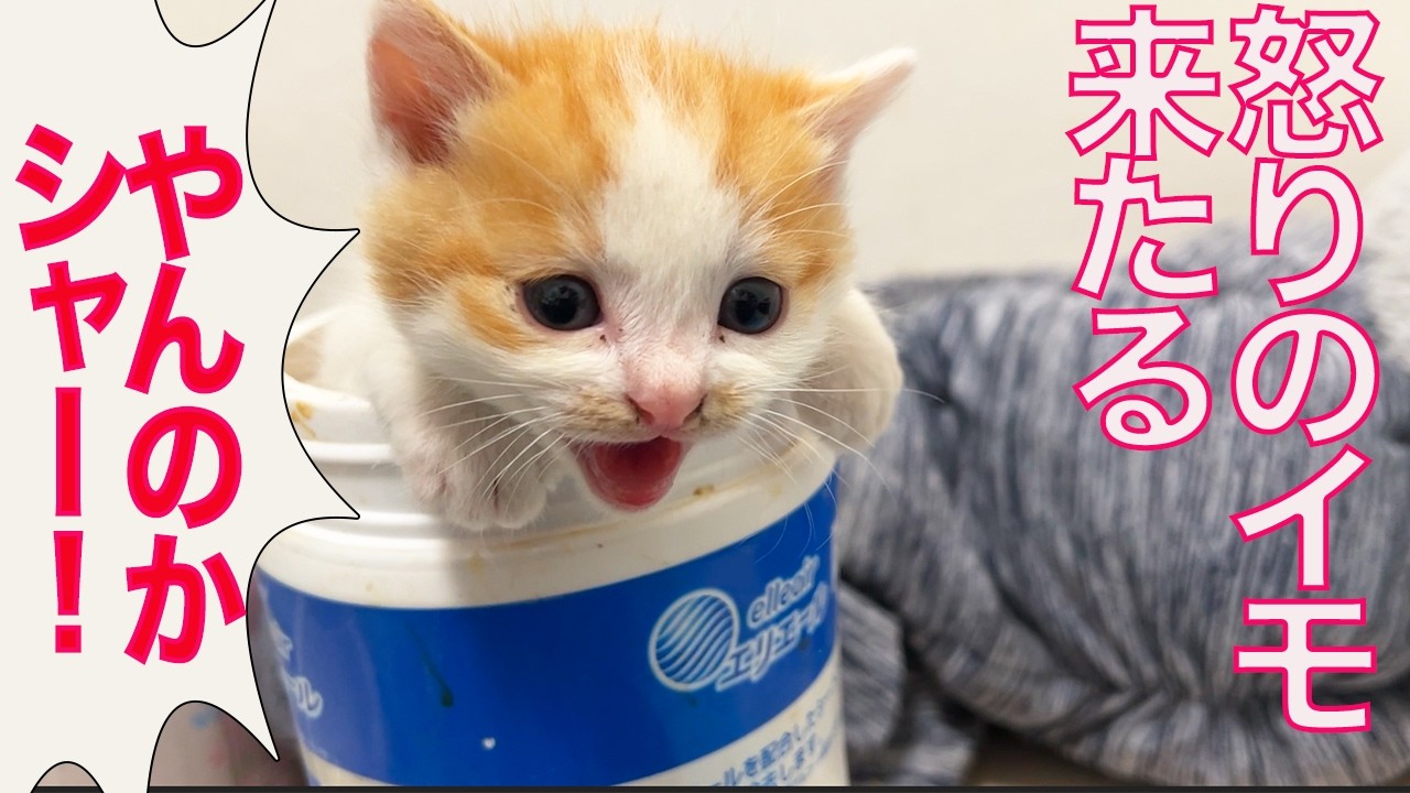春のイモ幼猫ラッシュ、開幕する　The season of potato-kitties had coming