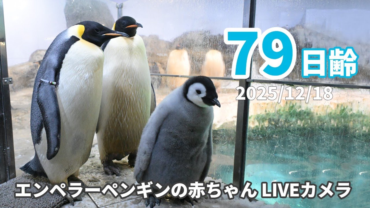 【アーカイブ】エンペラーペンギンの赤ちゃんライブカメラ（2025/12/18）