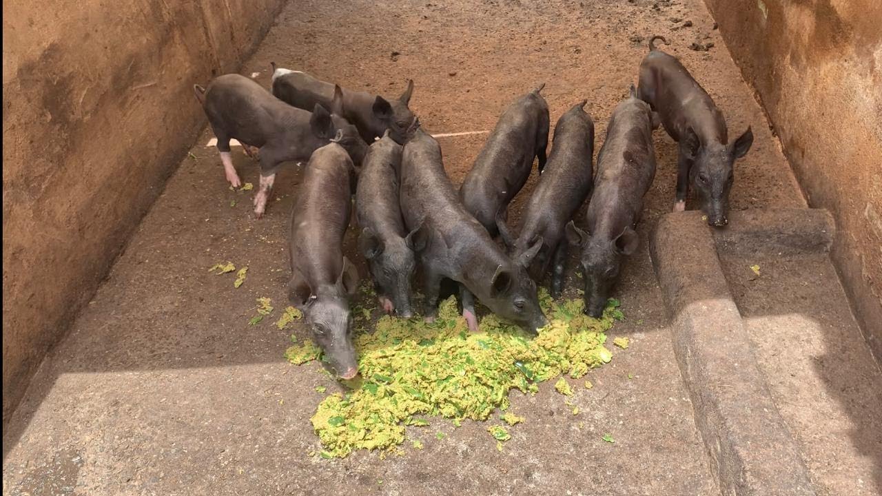 PALMA FORRAGEIRA PARA PORCOS 🐖 FORMA MAIS EFICIENTE. Agrojuntos.