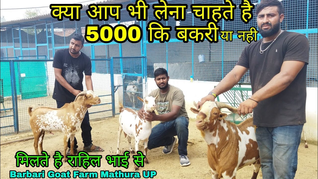 Top Quality Barbari Goats at Rahil Bhai's Barbari Goat Farm Mathura UP