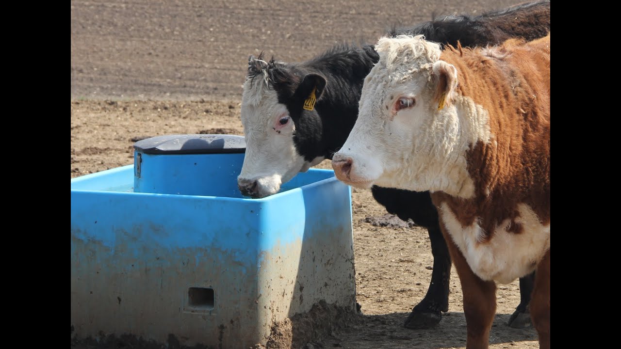 Miraco Livestock Waterers Installation Video