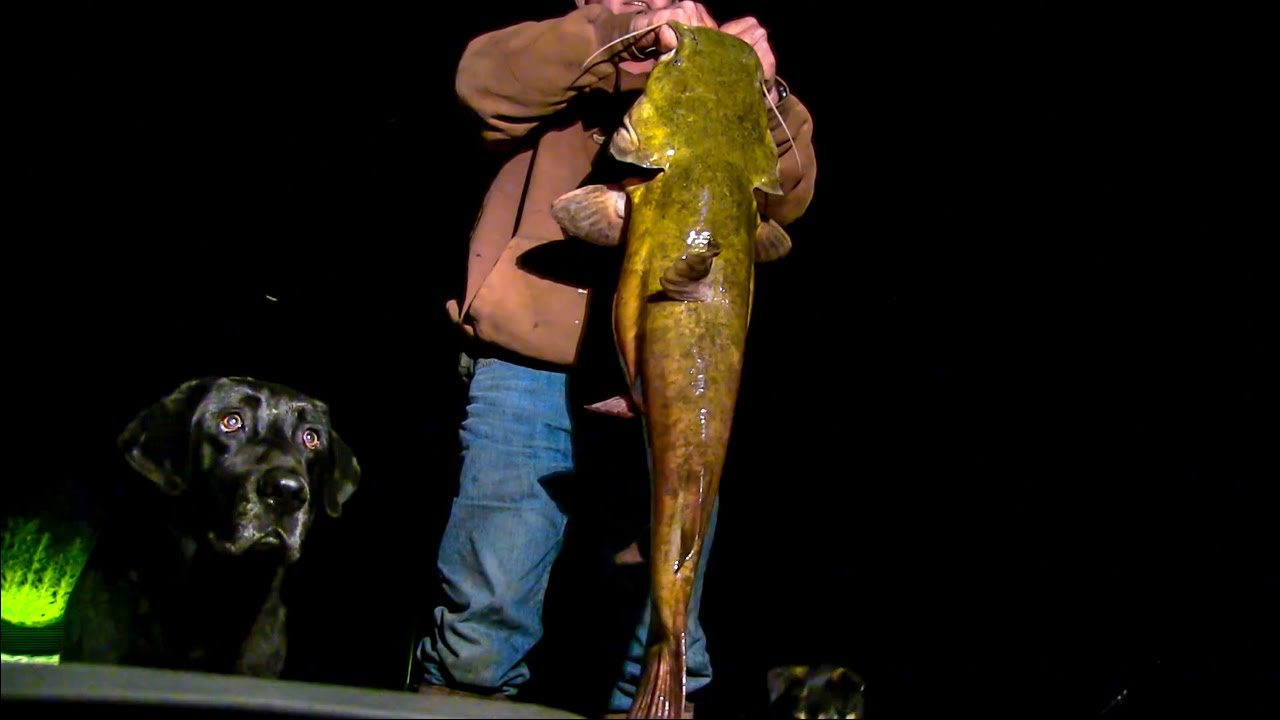 HUGE FLATHEADS on ROD and REEL