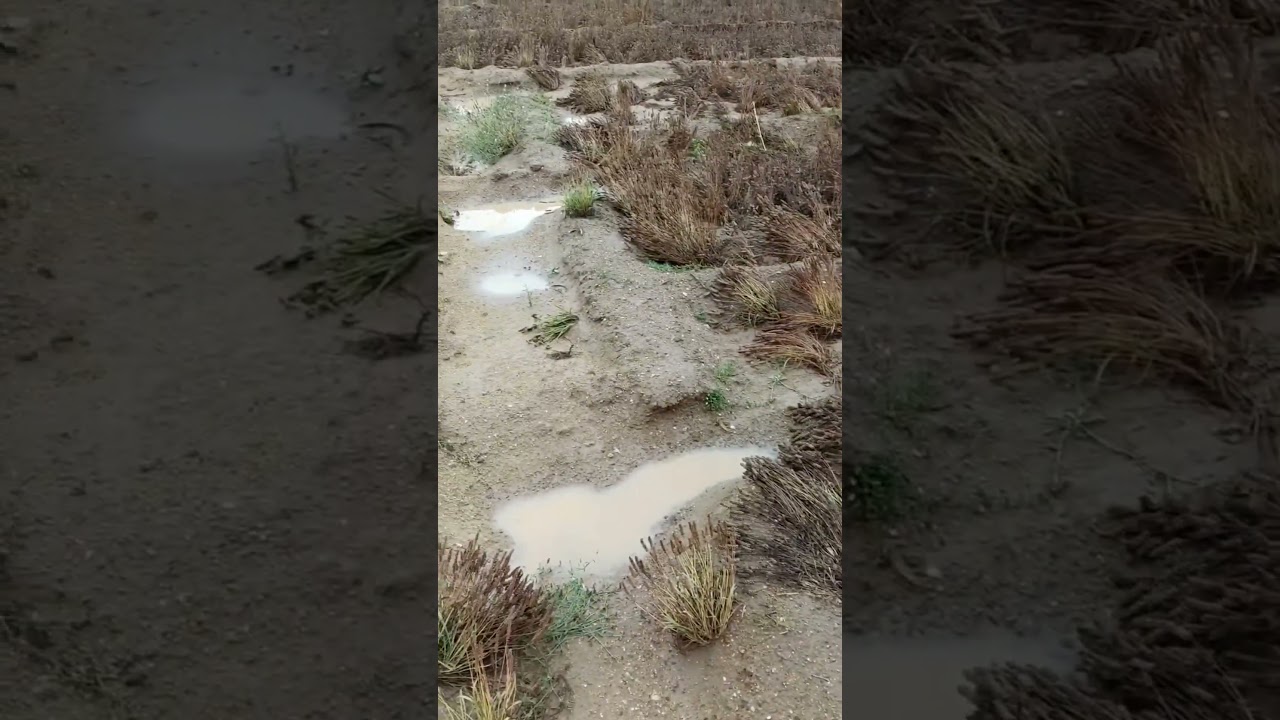 राजस्थान मौसम ने किसानों की कमर तोड़ दी सब बर्बाद #shortsrells #ViralVideo #ReelsViral #rajasthan