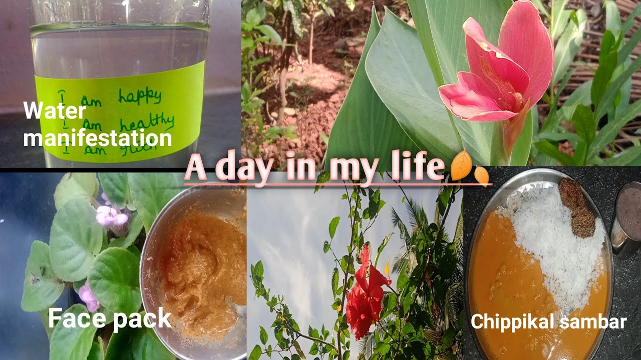 A day in my life💚 | Water manifestation💦 | Karavali special ಚಿಪ್ಪಿಕಲ್ sambar😋 | Natural face pack 🍃