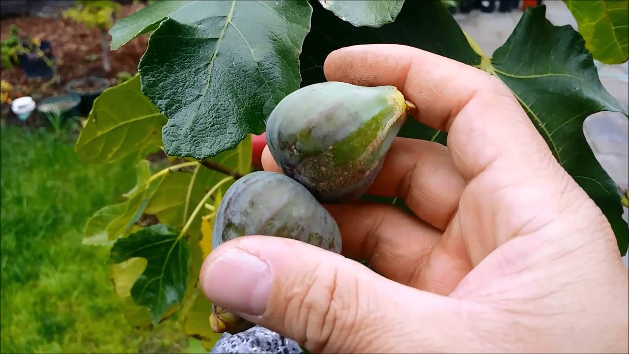Smith Fig