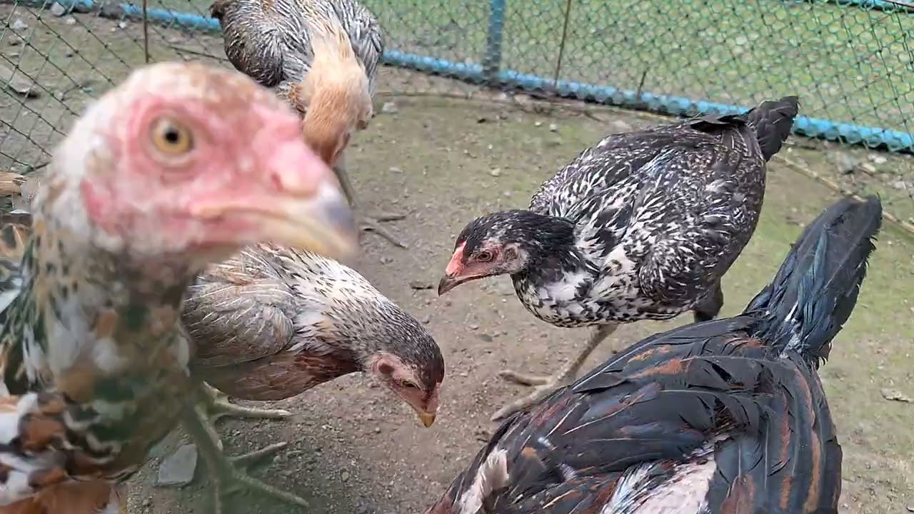 ลูกไก่พม่าแข้งหน้า สายแดงเวหา+ส.มีสุวรรณ