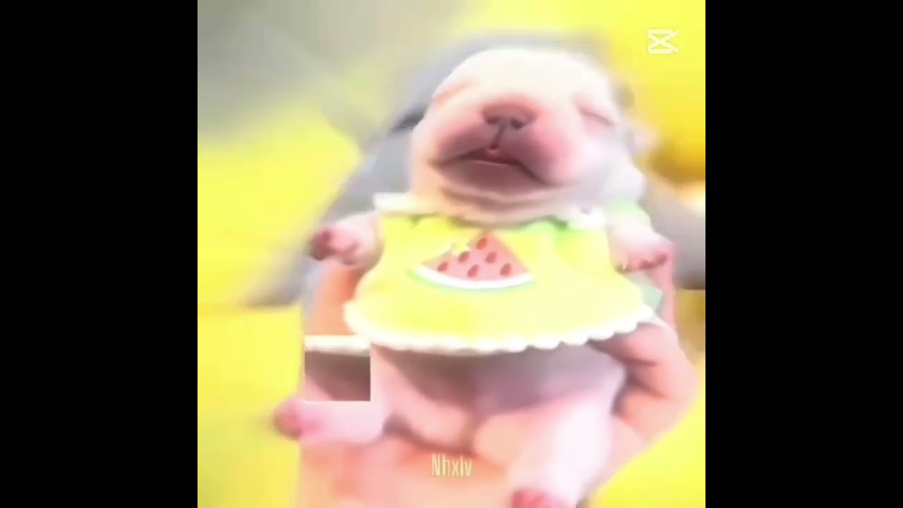 a am pibbel
