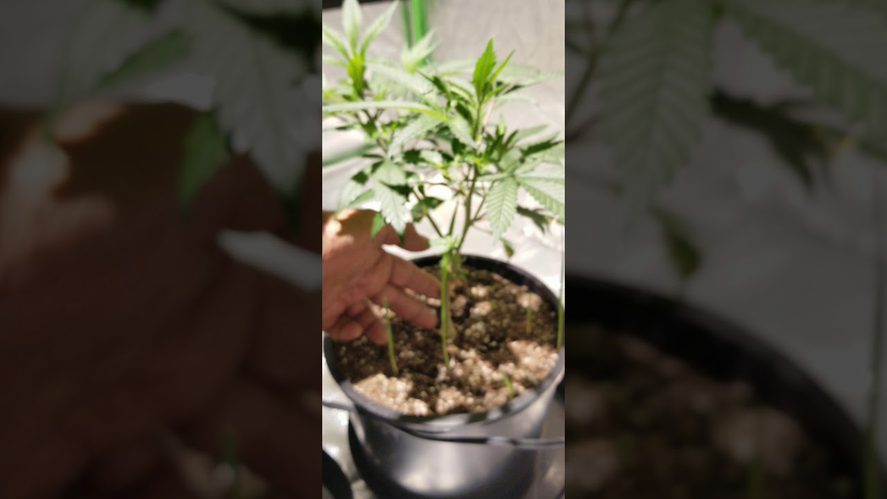 Healthy re-vegetation of cannabis plants.
