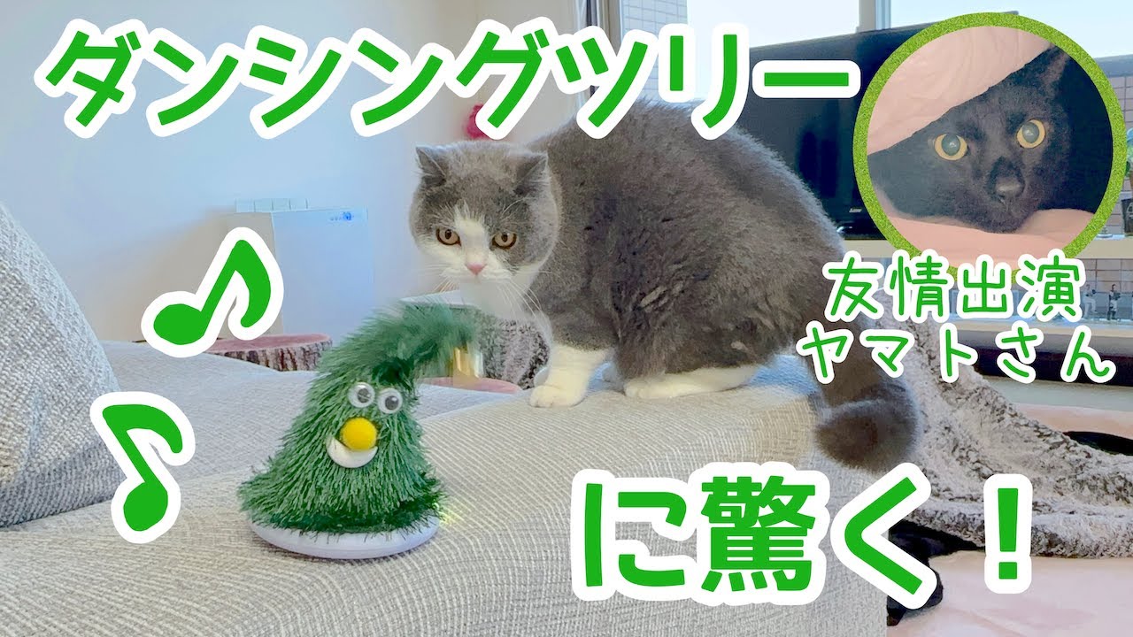 ダンシングツリー🌲に驚く❣️梅子の部屋チャンネル