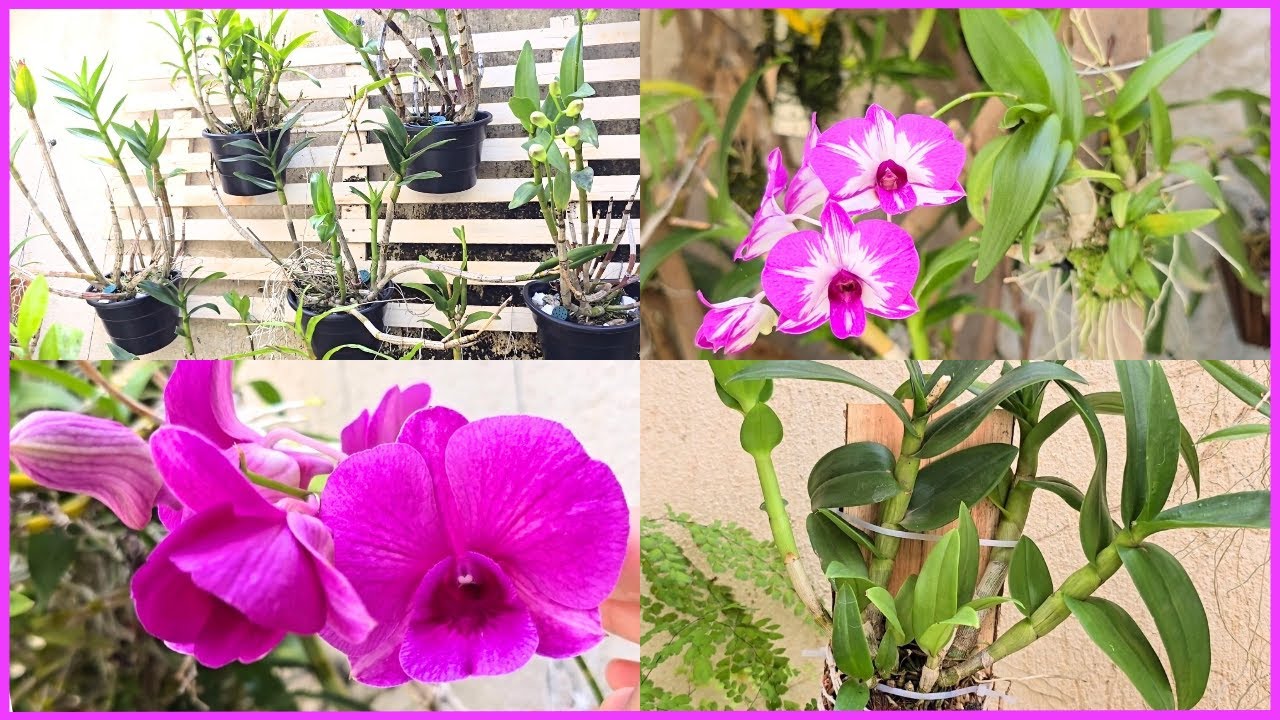 TOUR NAS ORQUÍDEAS DENPHAL MOSTRANDO REPLANTES, FLORAÇÕES E DESENVOLVIMENTO ☝️🌸