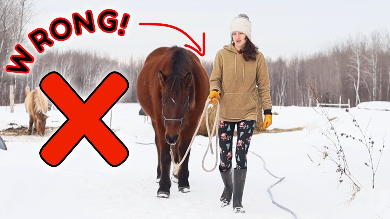 Why it's bad to lead your horse on your right?