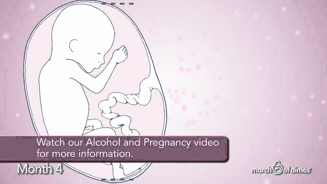 How Your Baby Grows Month 4