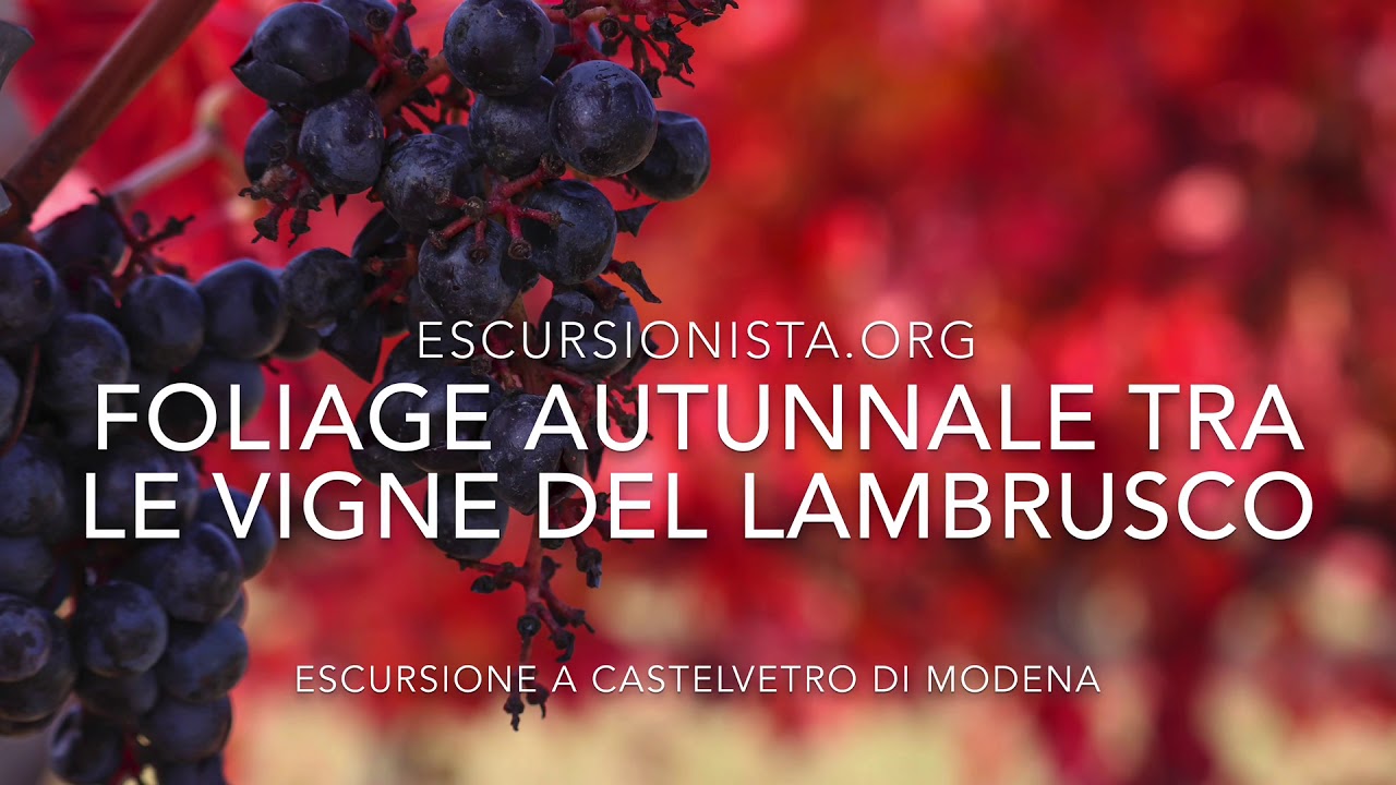 Foliage autunnale nelle vigne del Lambrusco, escursione sulle colline modenesi