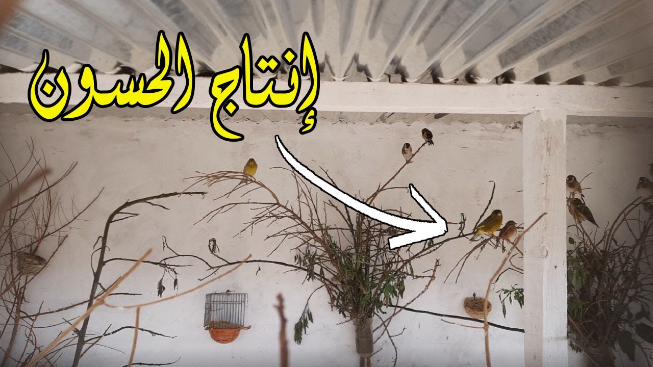 أهم النصائح لإنشاء سلاكة طيور الحسون ( إنتاج الحسون )